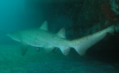 grey nurse shark